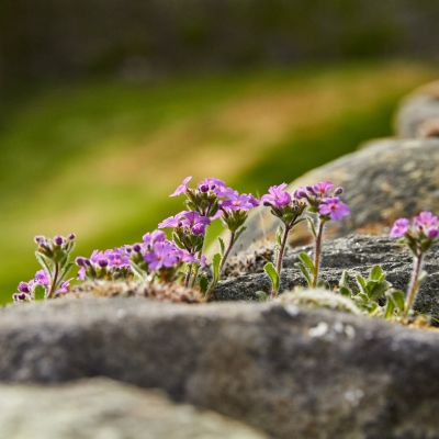 Naturheilpraxis Klein MitoBiom Cell Therapy