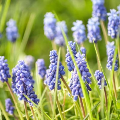 Naturheilpraxis Klein MitoBiom Cell Therapy