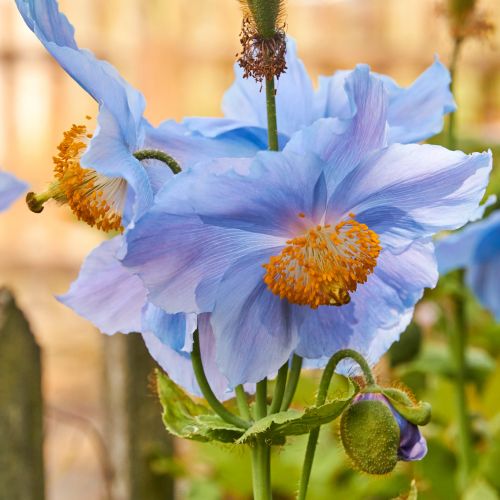 Naturheilpraxis Klein Kräutermedizin