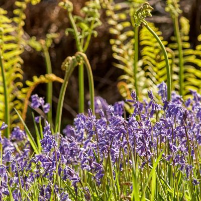 Naturheilpraxis Klein MitoBiom Cell Therapy